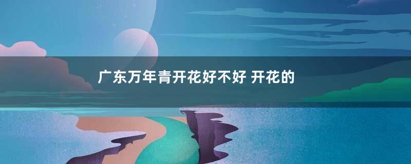 广东万年青开花好不好 开花的风水寓意